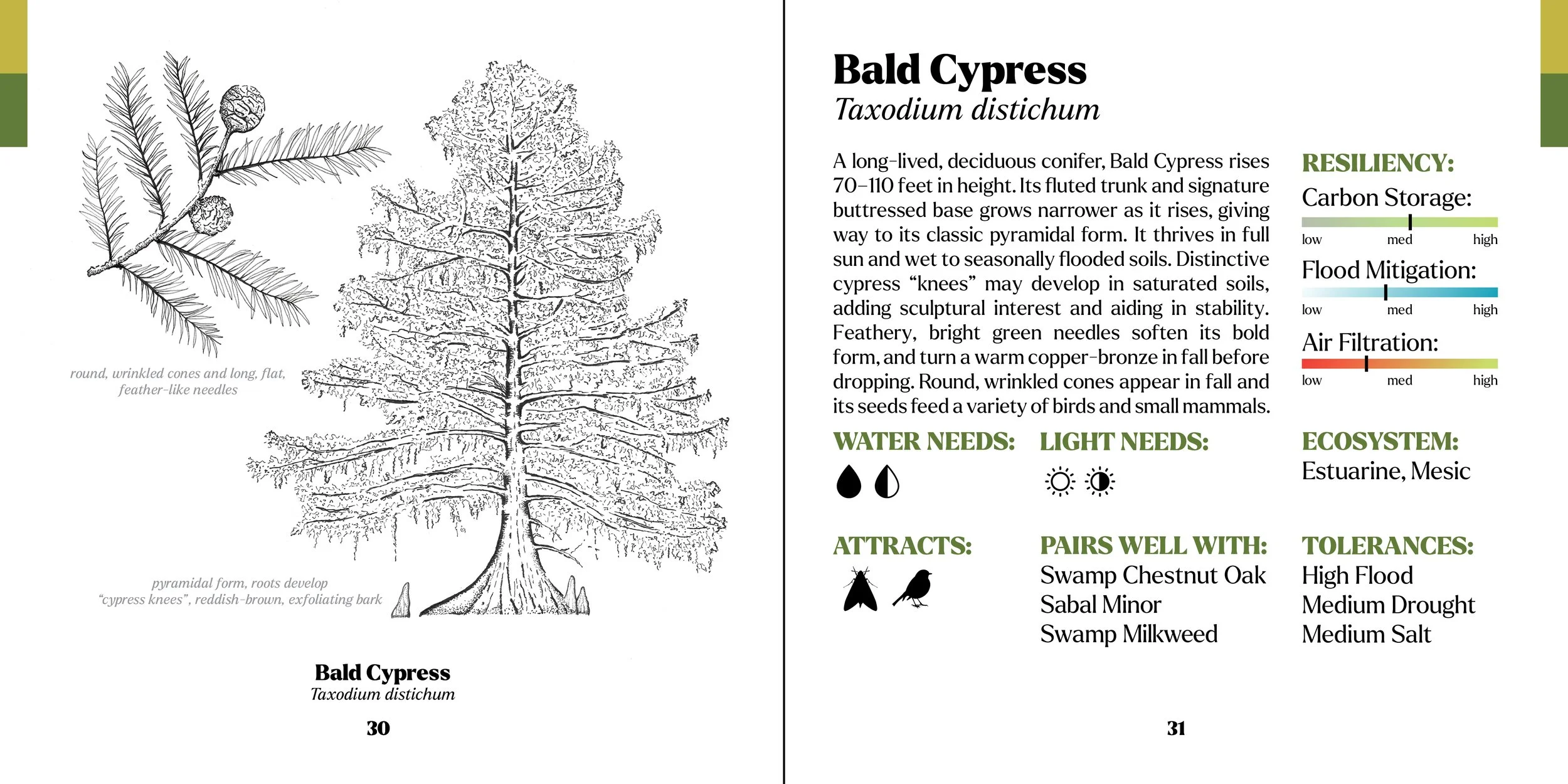 treebook cypress.jpg