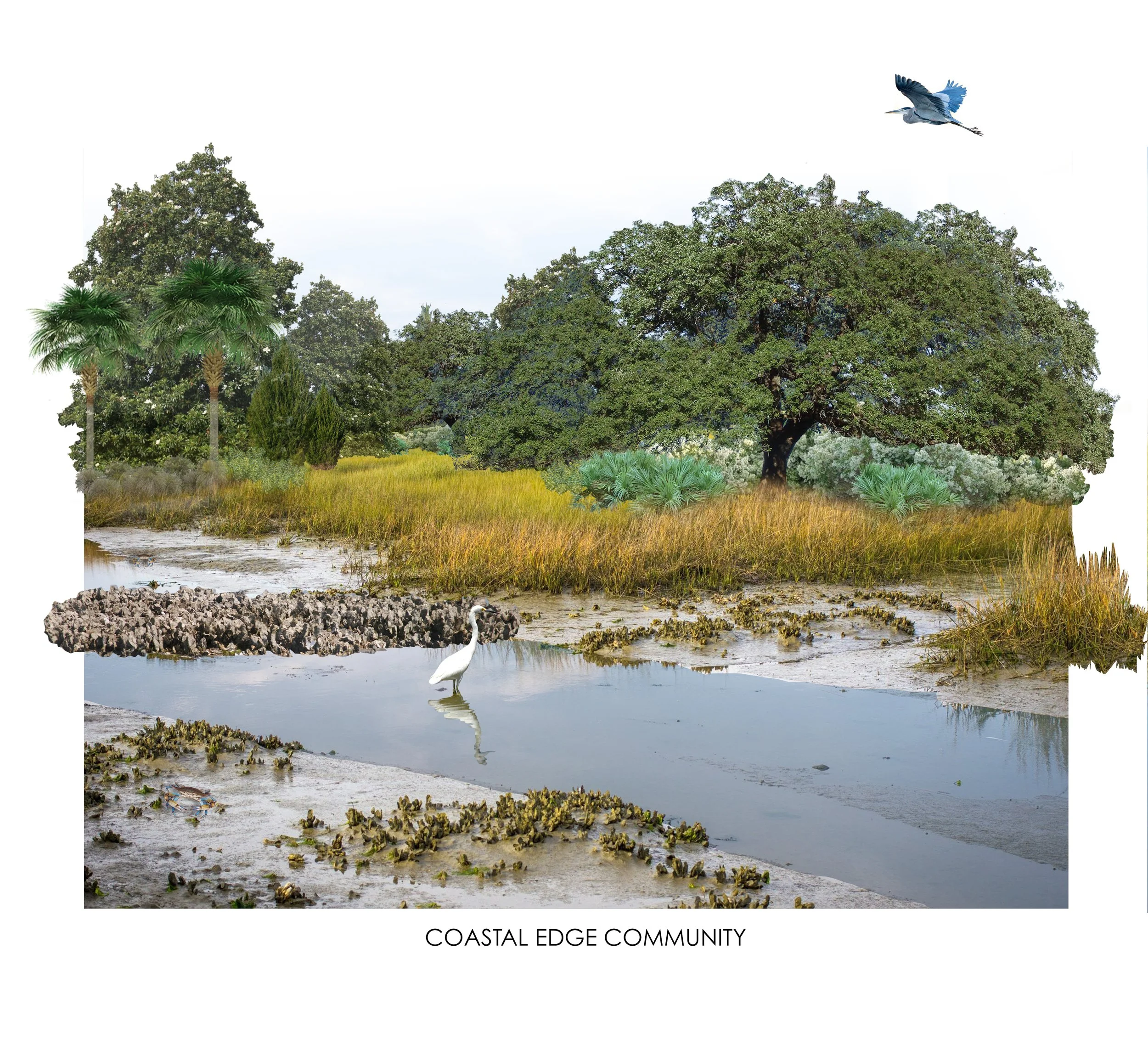 coastal edge typology.jpg