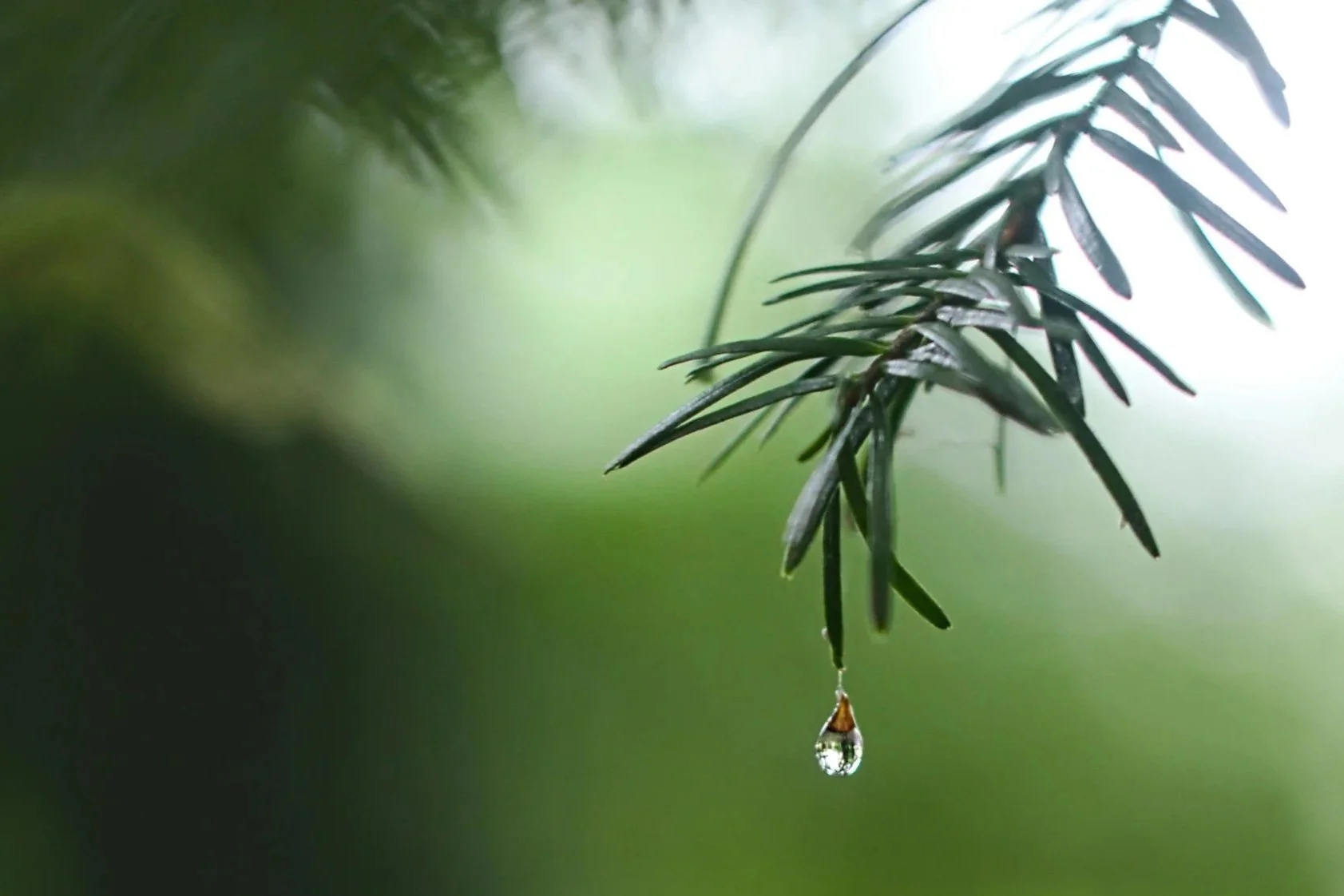 A warm welcome to Bruce McCallum, Acupuncture and Chinese Herbal Medicine