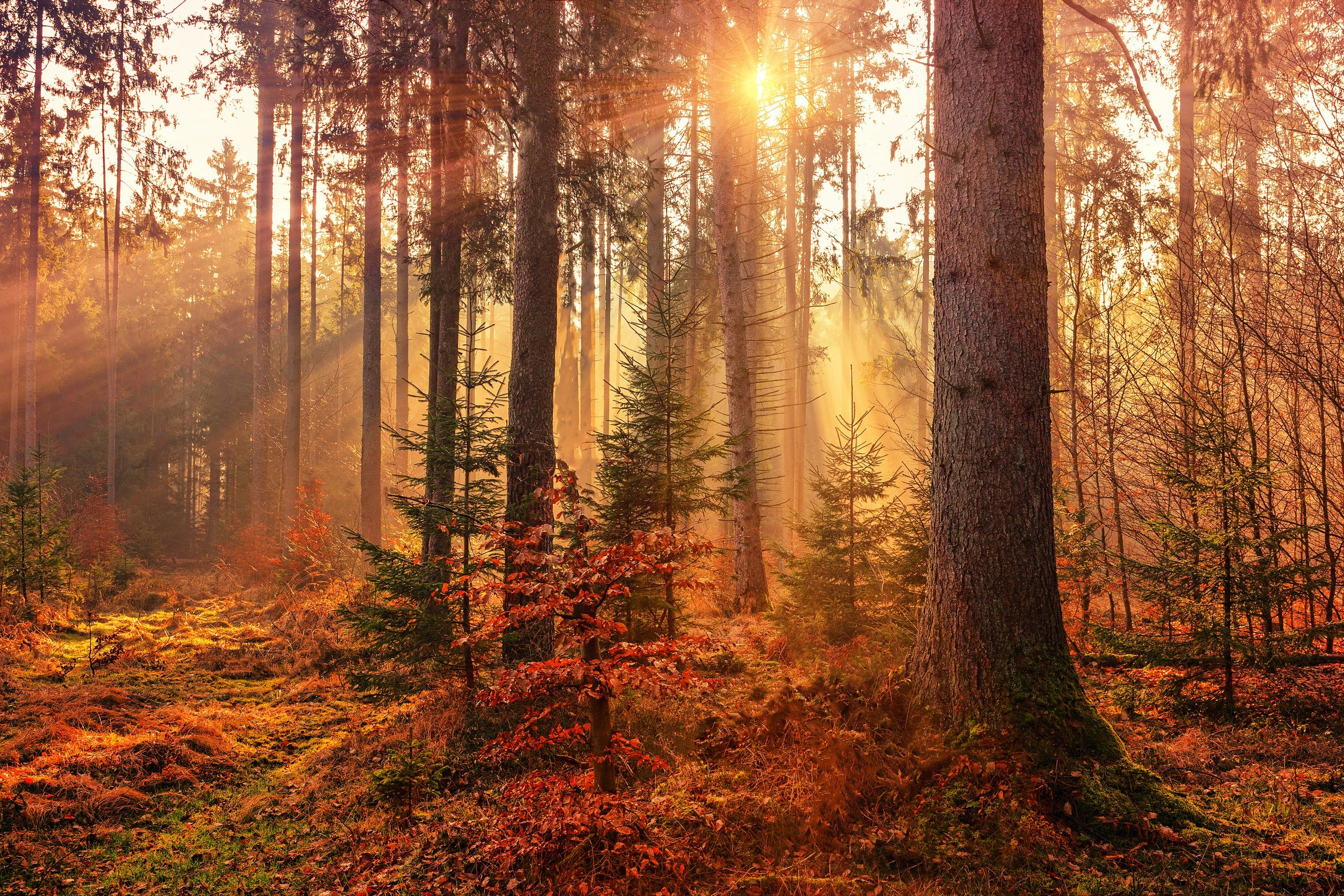 Kara’s Body Stress Release Autumn Newsletter