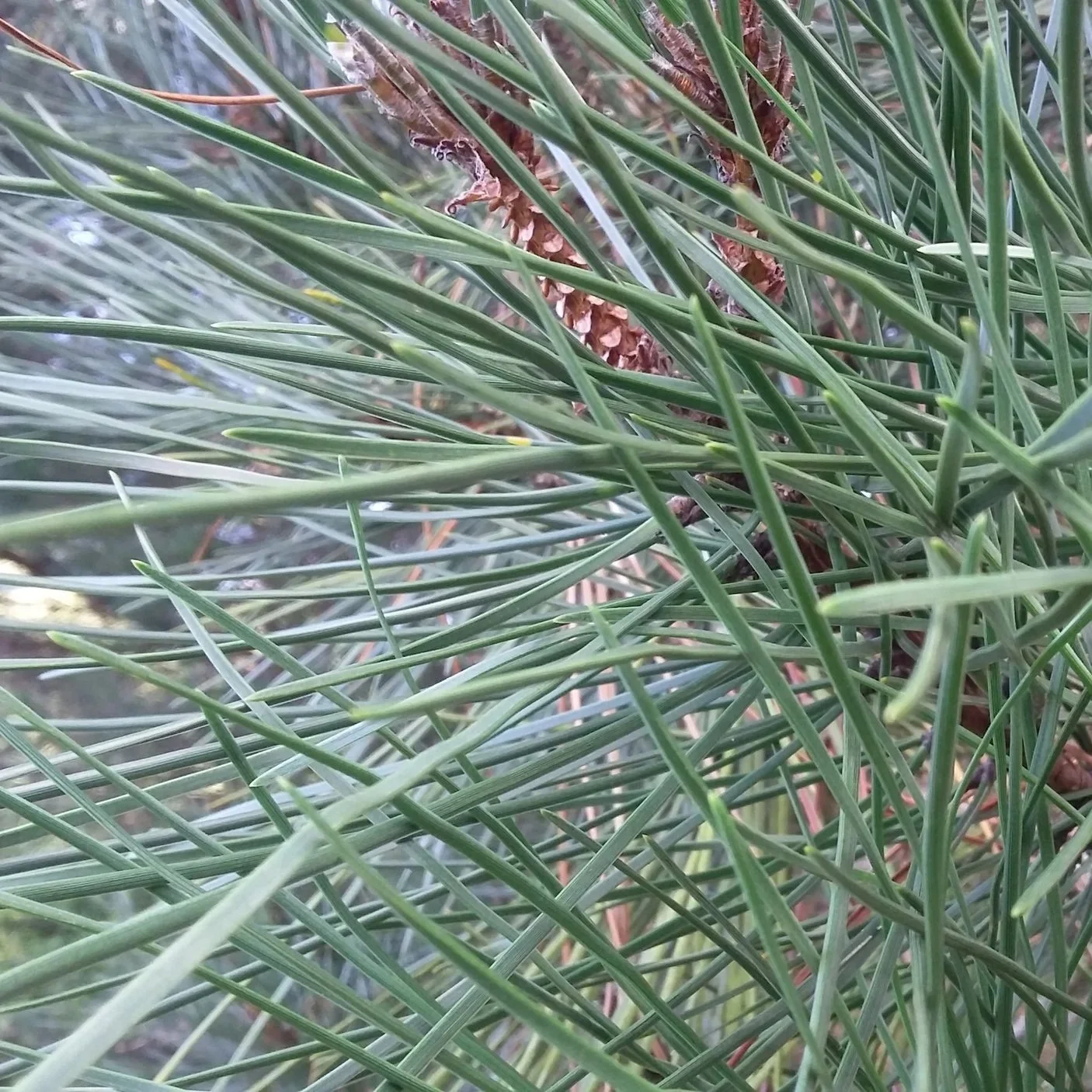 Pine+needles+4.jpg