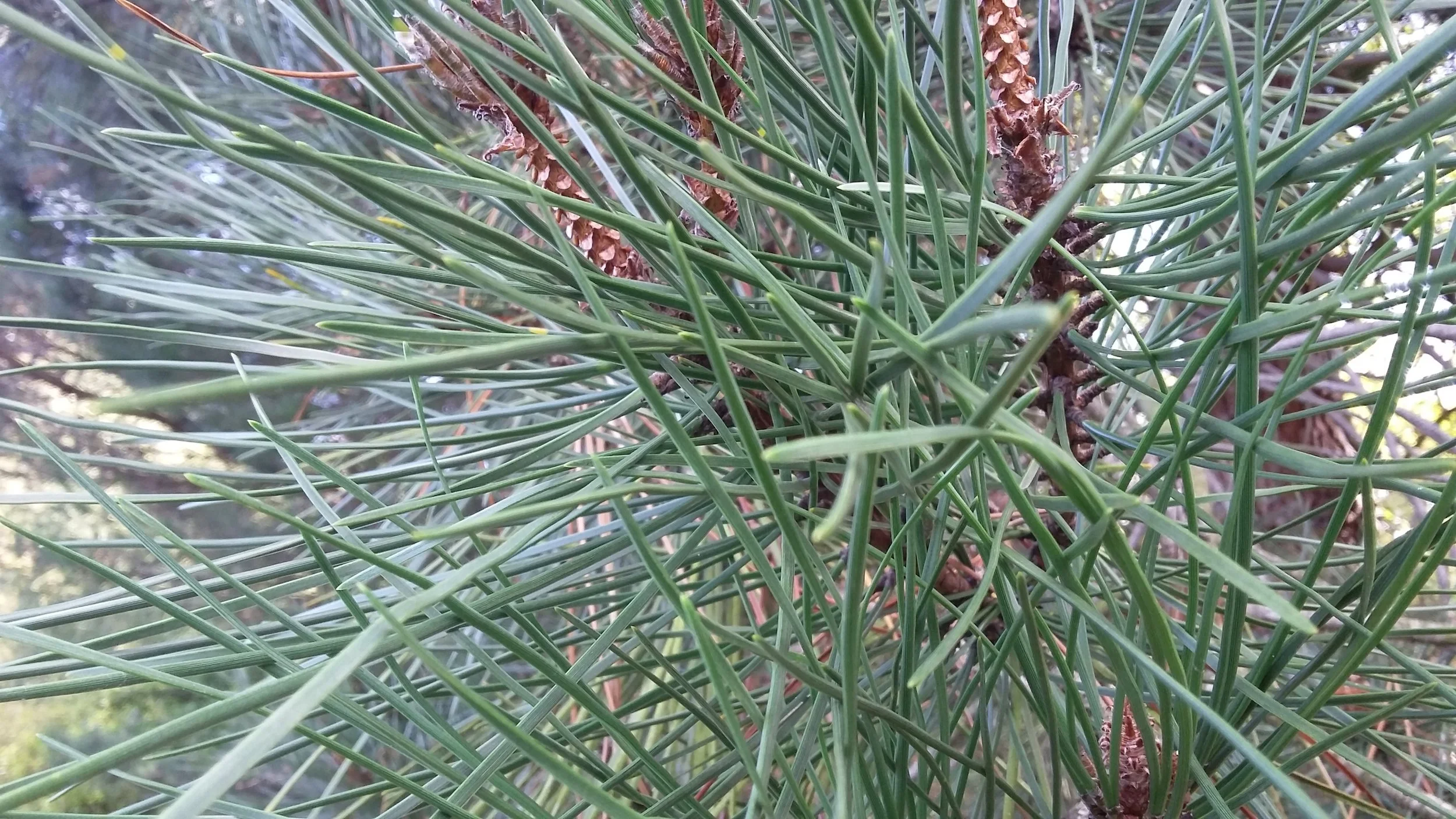 Osteopathy Initial Appointment