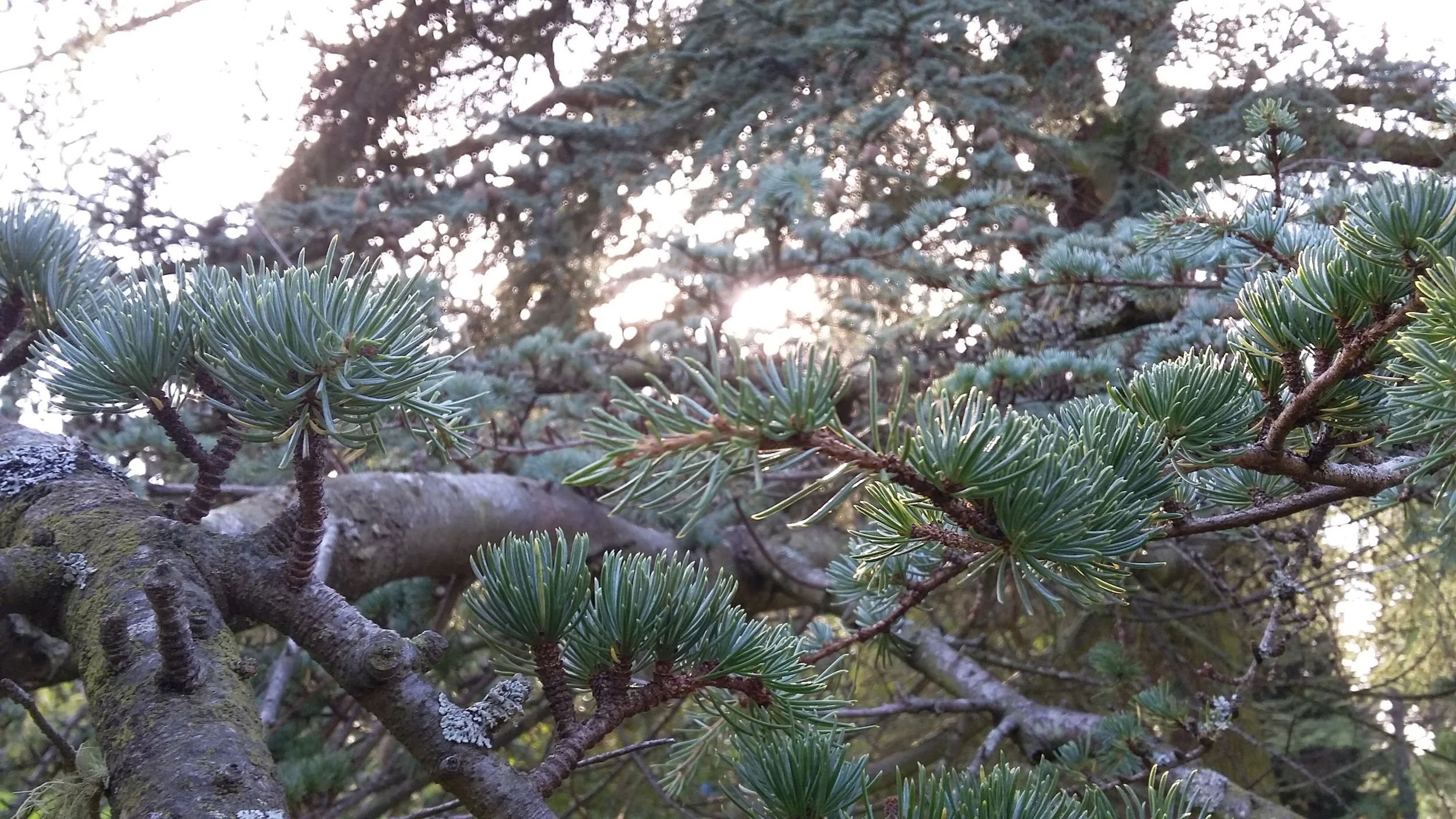 Osteopathy 30 minute Follow up Appointment