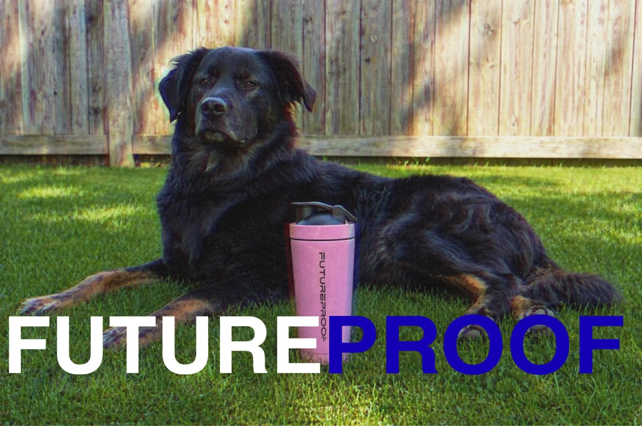 Simple life. Strong habits.
That&rsquo;s how you stay Futureproof. 🛡️

#futureproof #dog #summer #discipline #sunshine