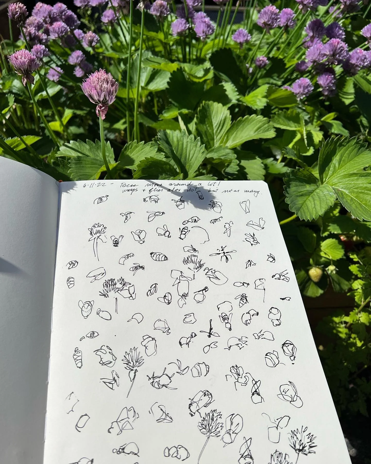 a sketchbook page of line drawings, mostly squiggles, some of bees, in front of strawberry leaves