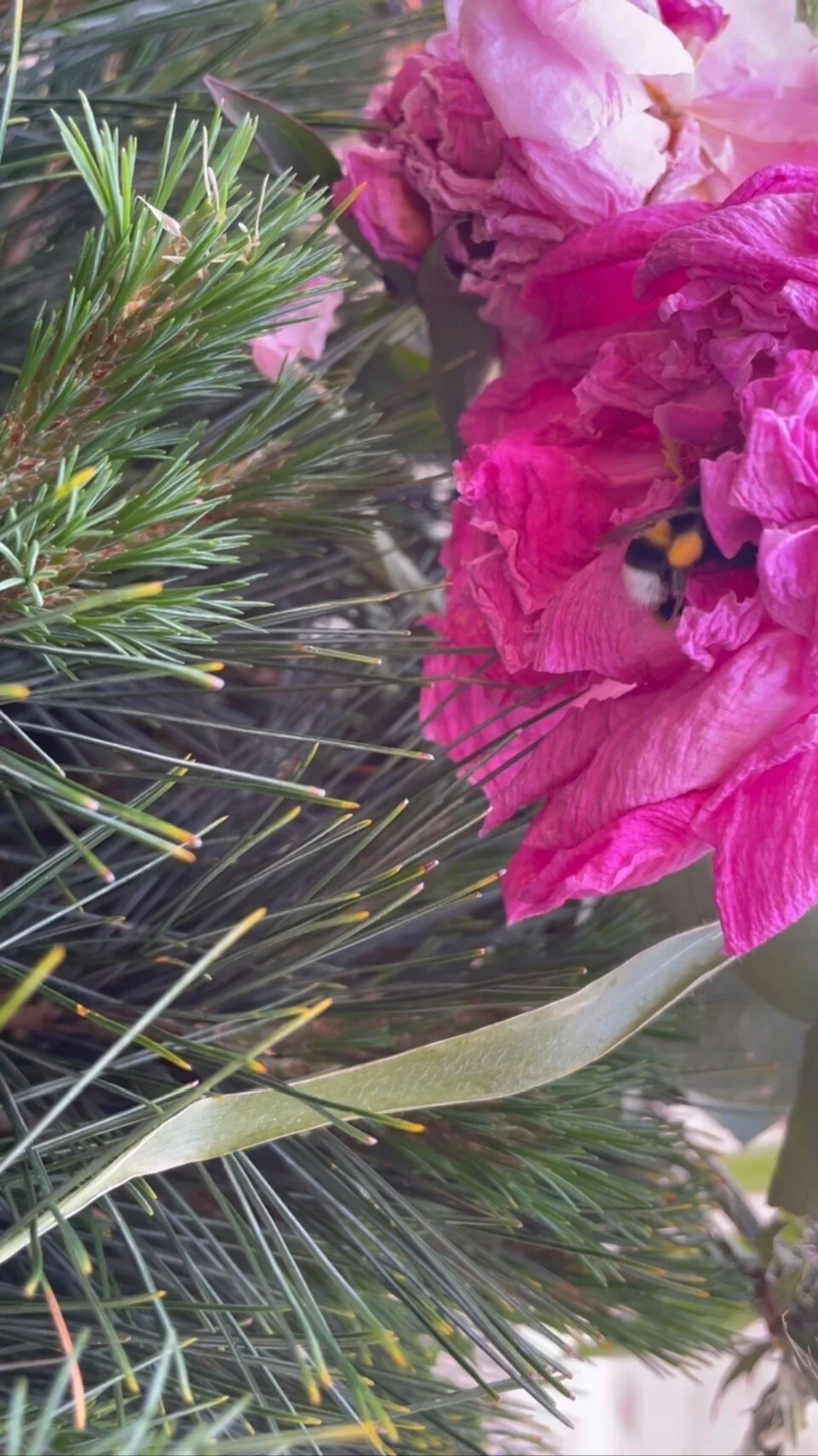 Eimsbüttel — Marend Tiroler Küche