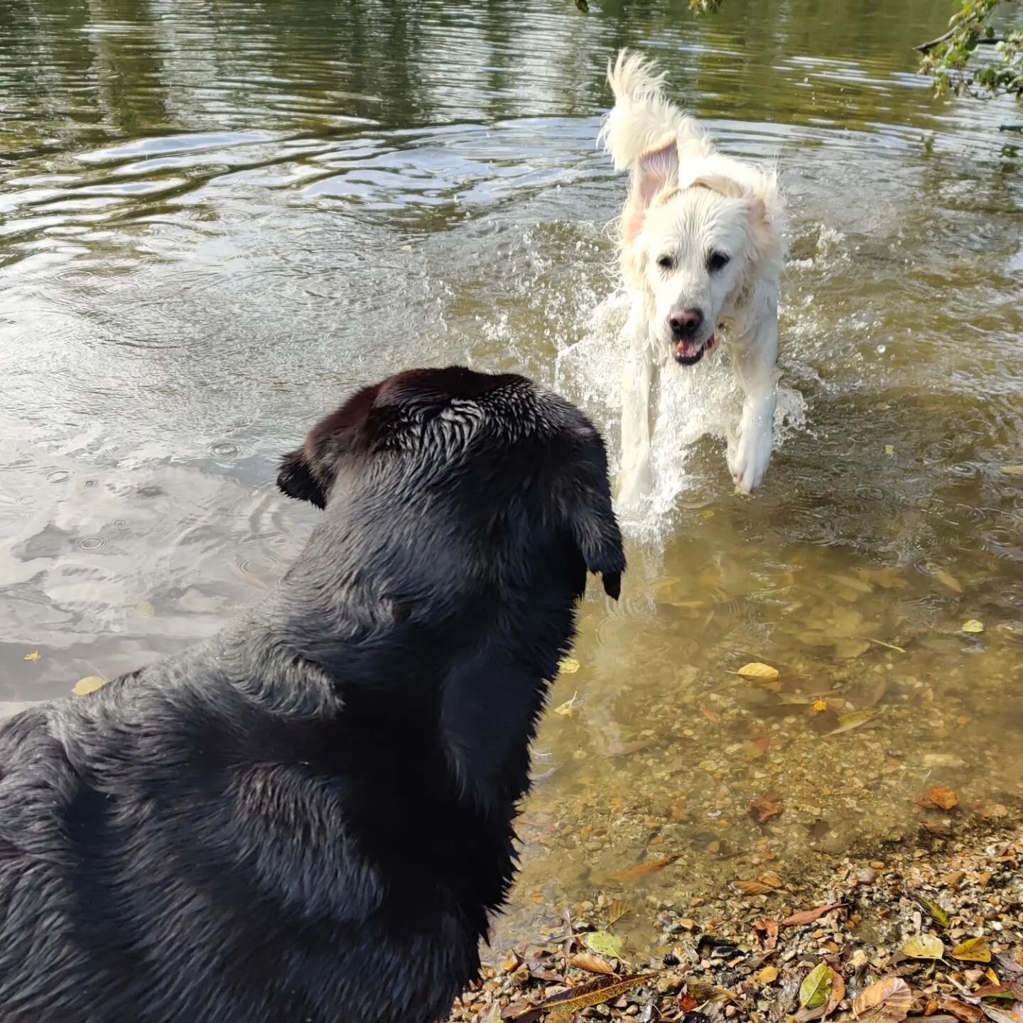 A morning October swim 😊🏞️

#riverwalk #medmenham #blacklab #labrador #retriever #waterfun #dog