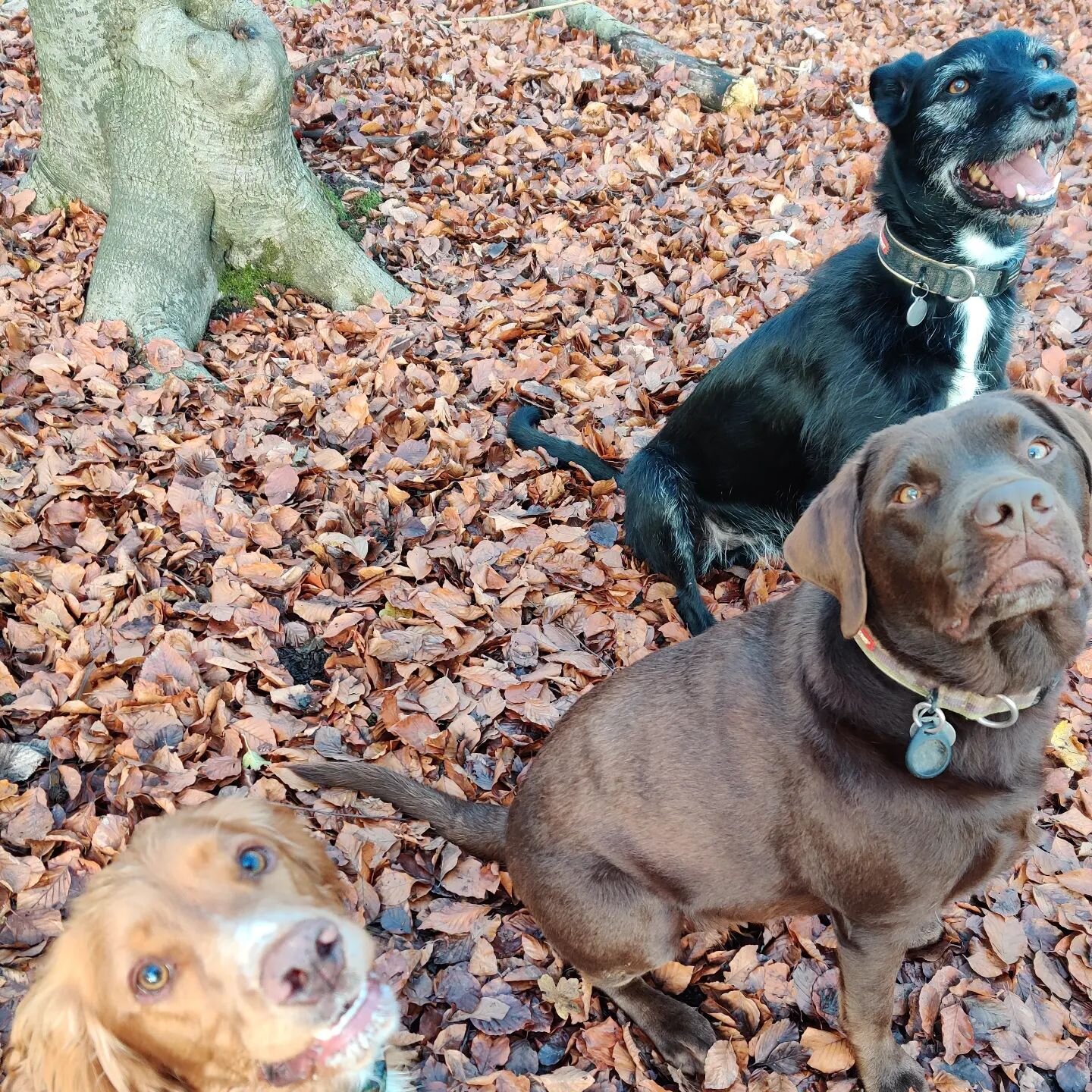Posing for a treat. 

#marlowbottom #labsofinstagram #spanielsofinstagram #lurcher #dogslife #dogsofinstaworld