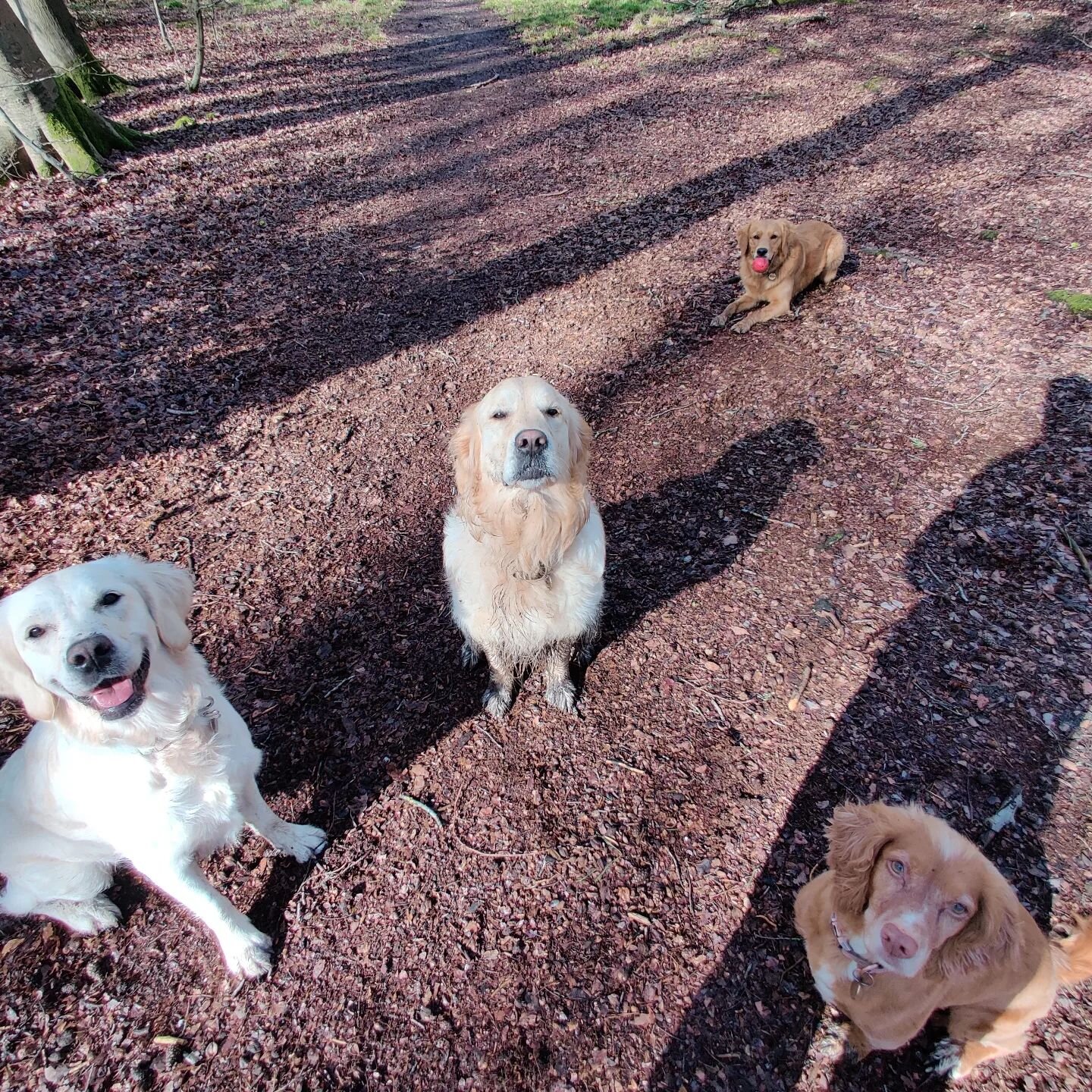 A beautiful bunch in Marlow Common today ❤️ 

#dogslife #dogstagram #workingcockerspaniel #retriever #marlowcommon #marlow #countryside