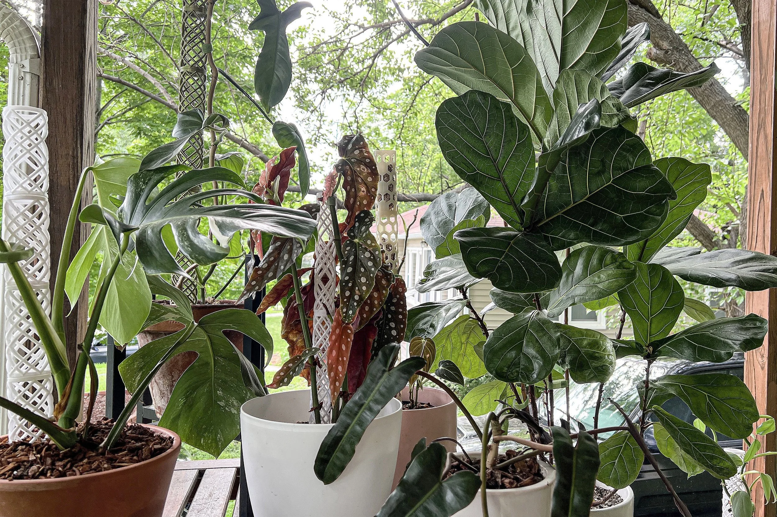 Plants with support totems from La Tierra Plant Co.