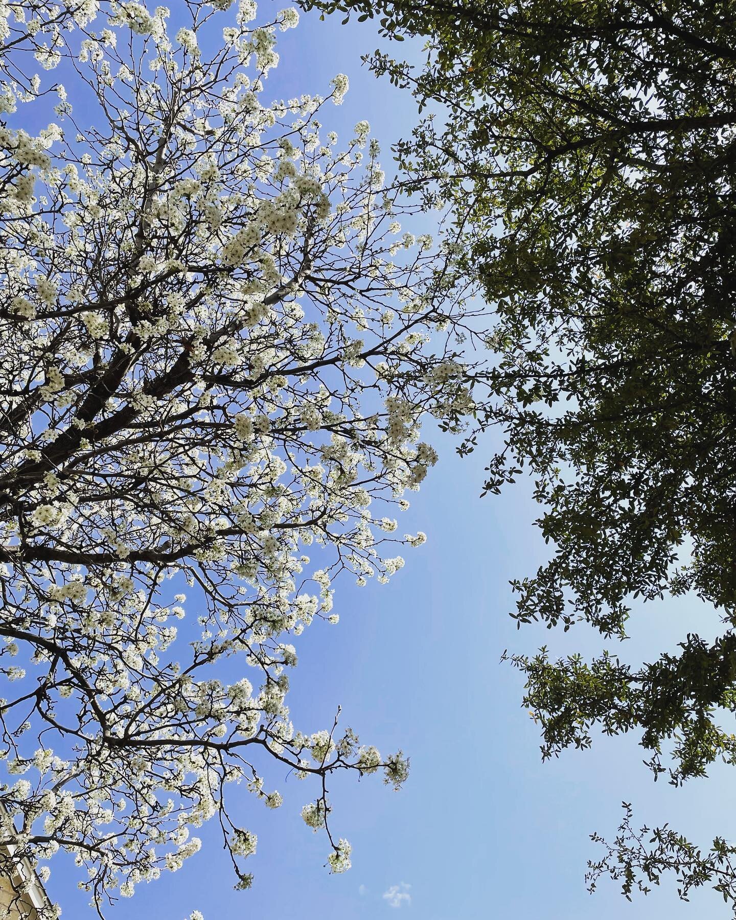 Spring is here! I love seeing these trees side by side, one follows the seasons, one has seasons of its own.  As I remember the natural ways, flowing and glowing with the moon &amp; sacred skies and honoring and syncing with the magical flow of the s