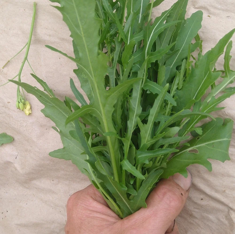 WILLIAMSTOWN FARMERS MARKET