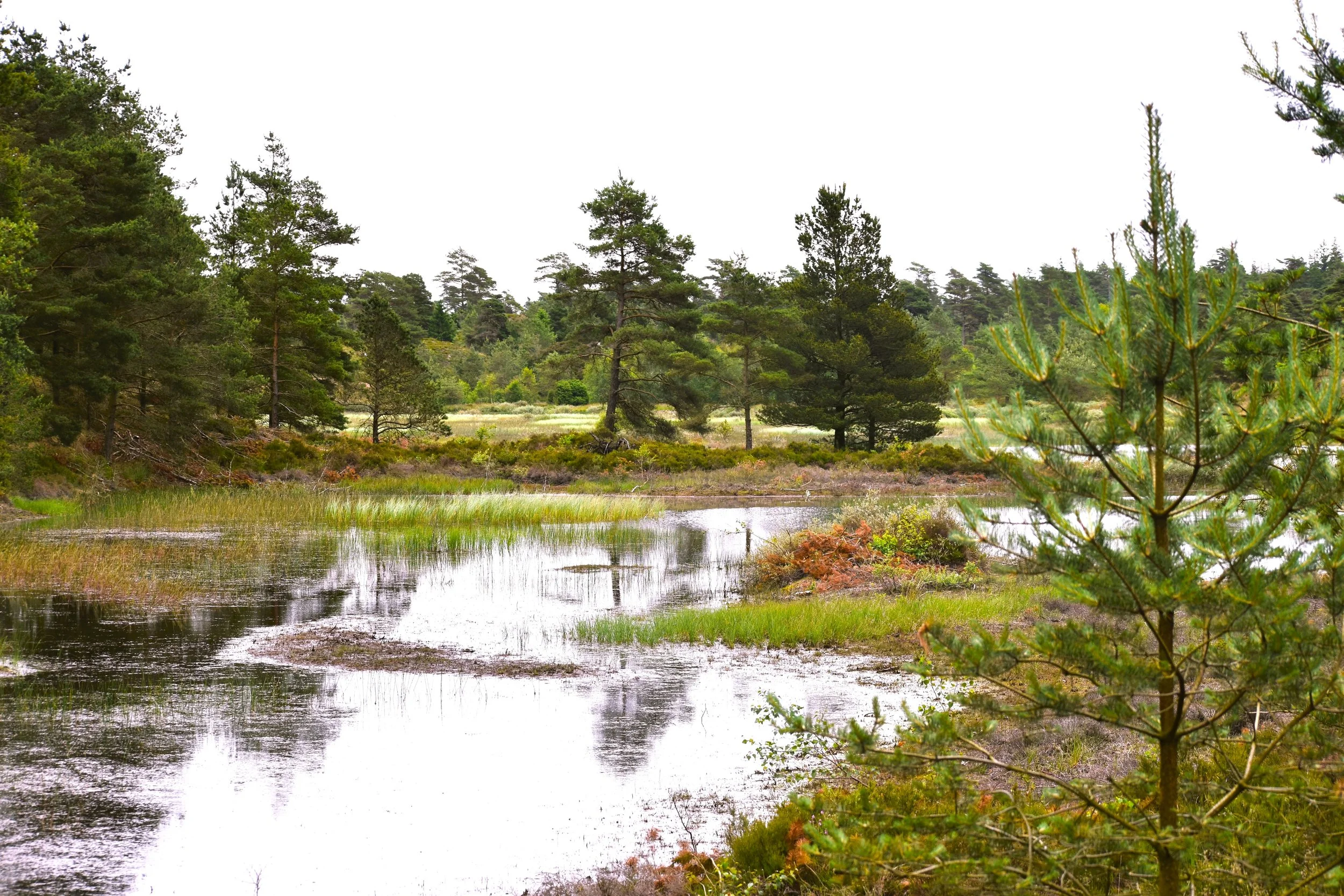 Frederikshåb plantage 2021 (32).JPG