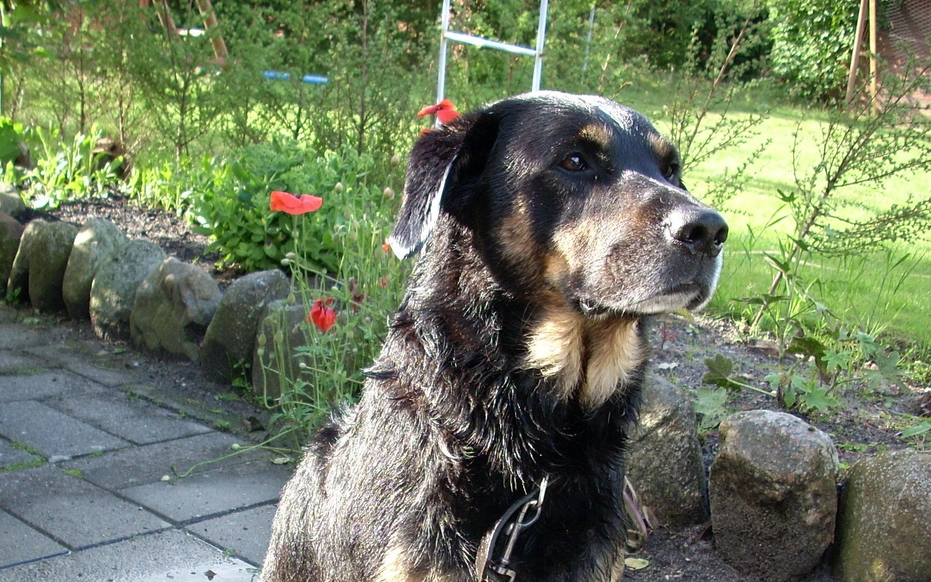 Billeder Annika 006.jpg