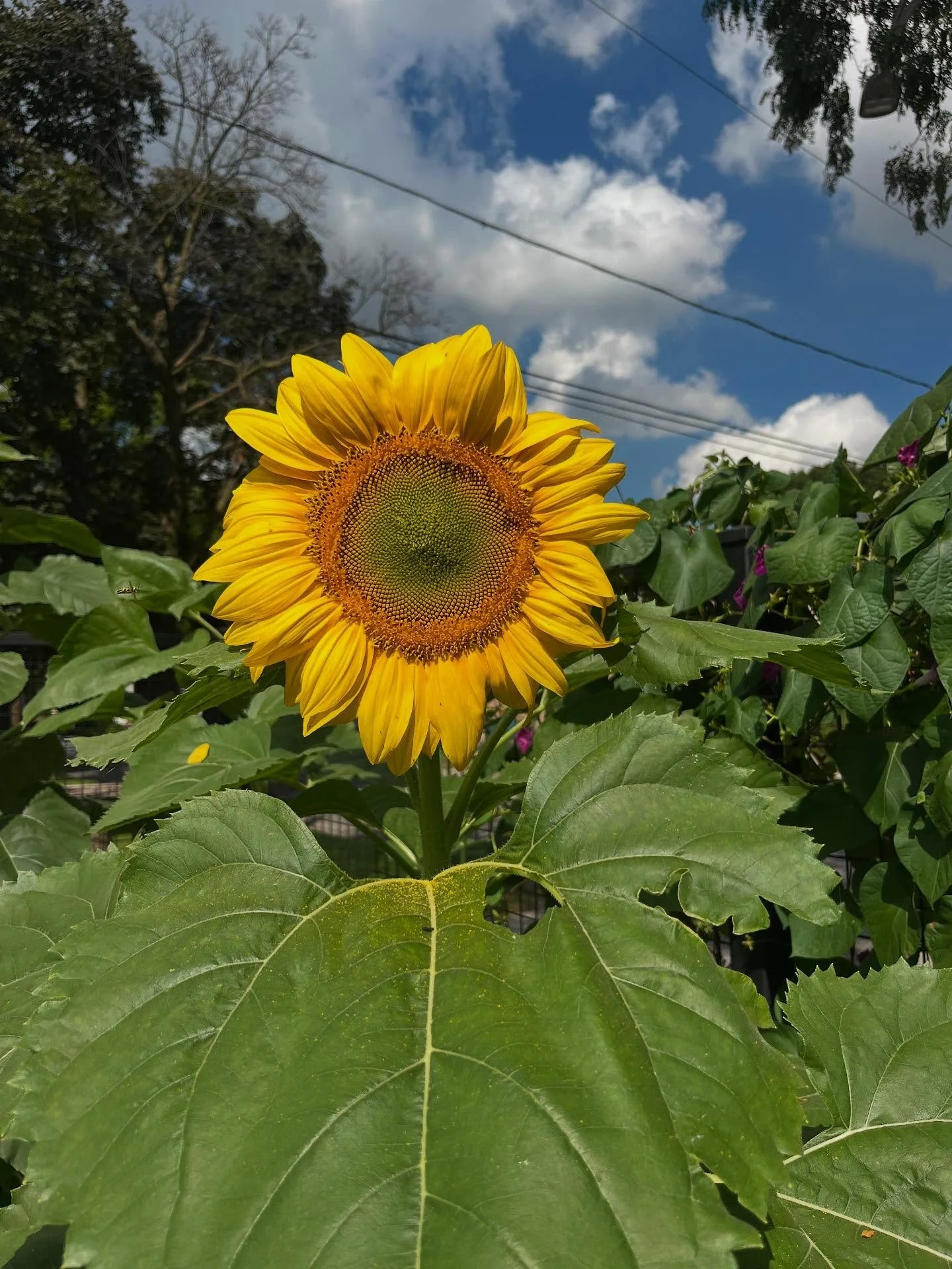 📣 CALL FOR VOLUNTEERS!! 📣

Much gratitude who all who&rsquo;ve reached out asking to volunteer! Great news, we&rsquo;ve added a couple more dates to our volunteer calendar. Go sign up through the link in our bio!

More dates will be added soon, tha