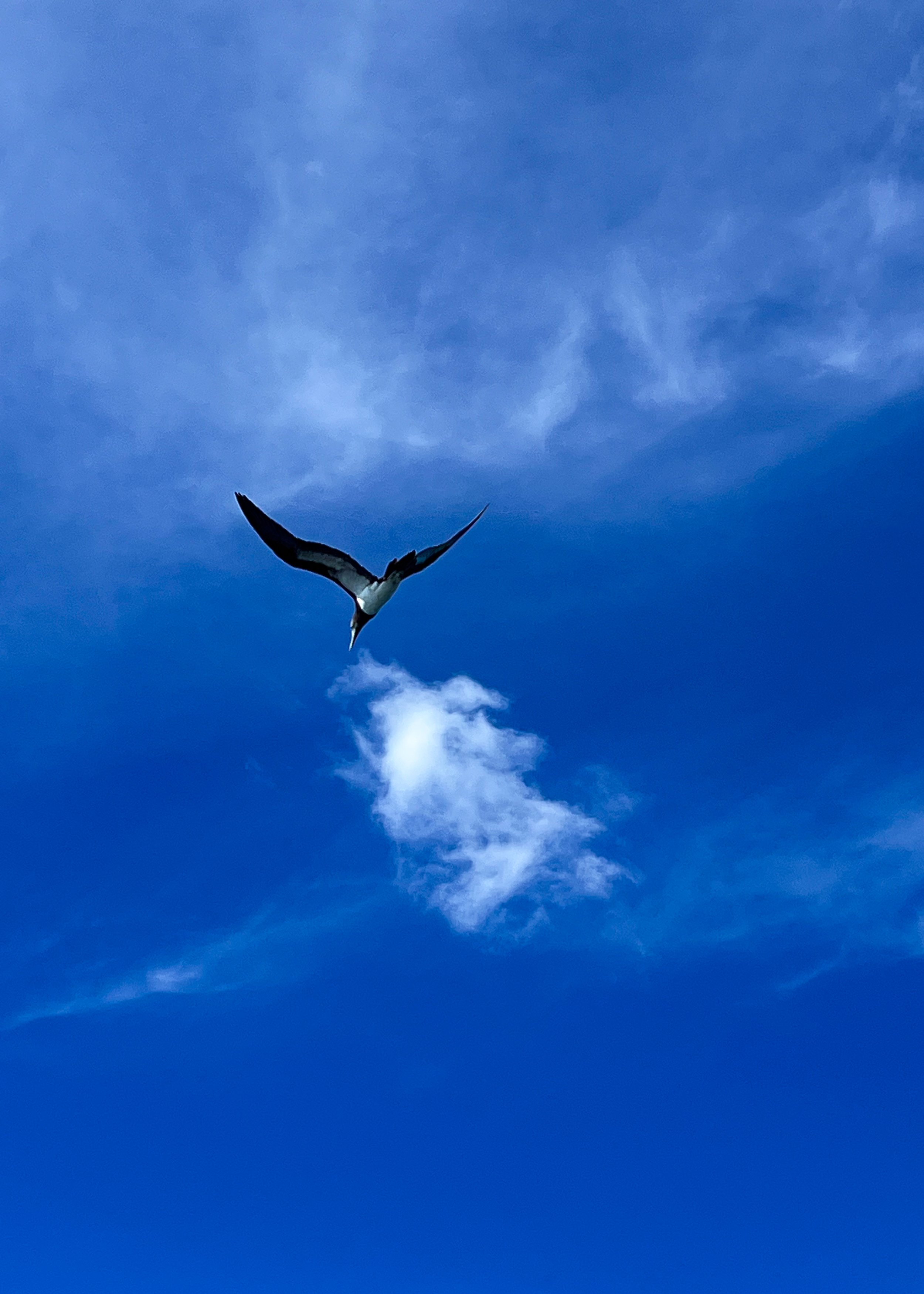 241219_Bird in Sky_IMG_9632.jpg