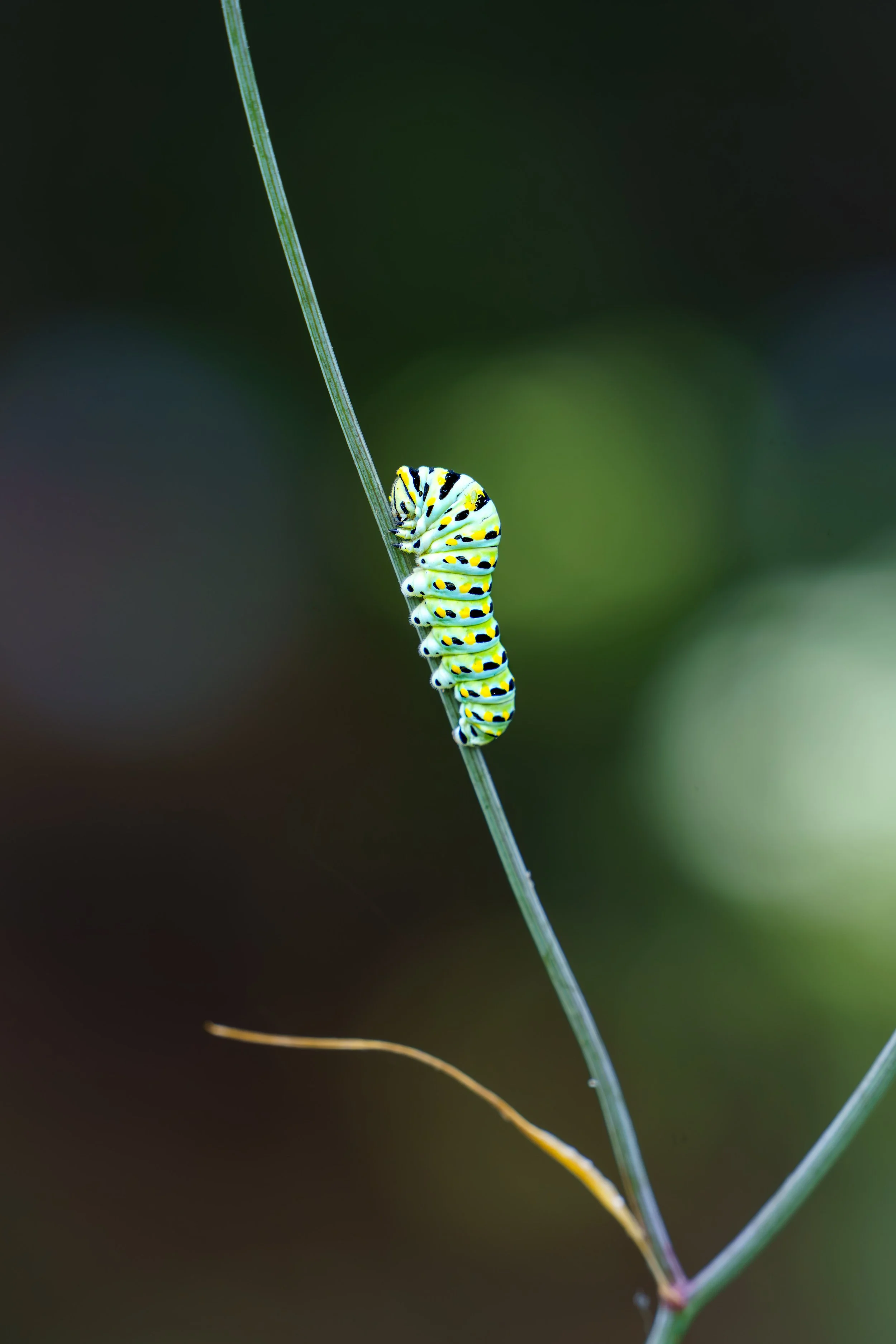 Macro