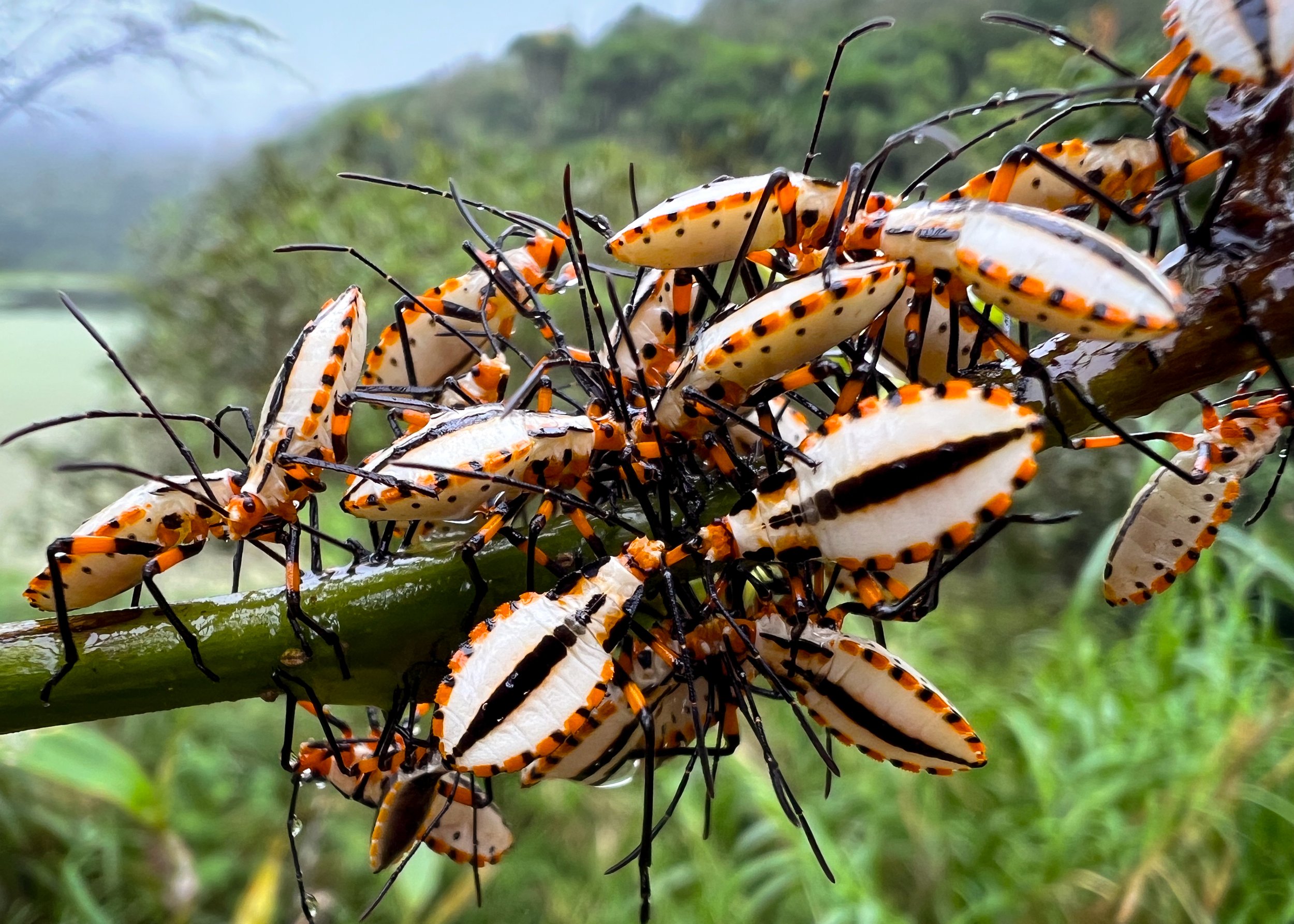 241215_Arenal Volcano_IMG_9413.jpg