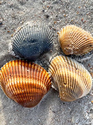 Shells1.png