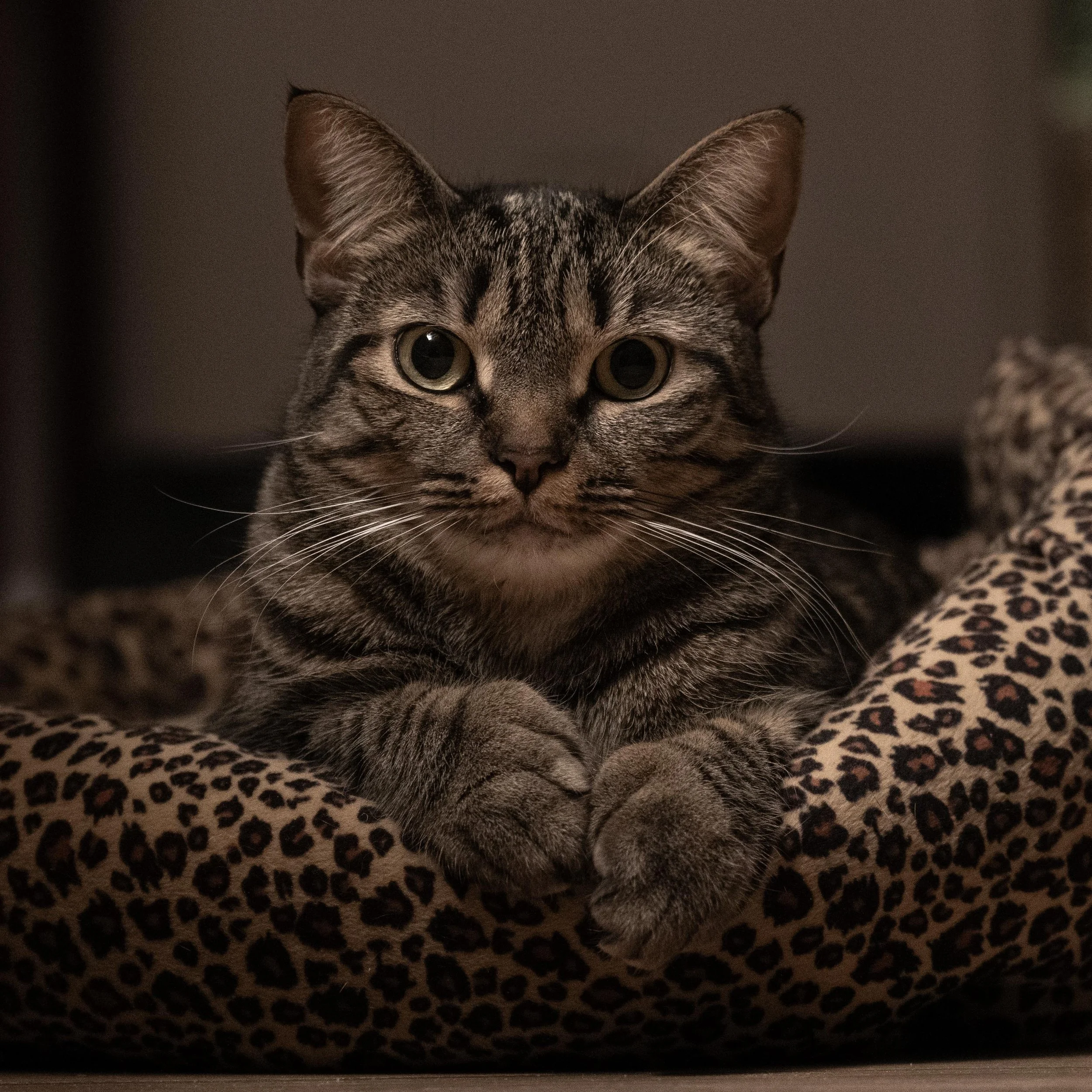 250208_Maisie_1x1_DSC02093.jpg
