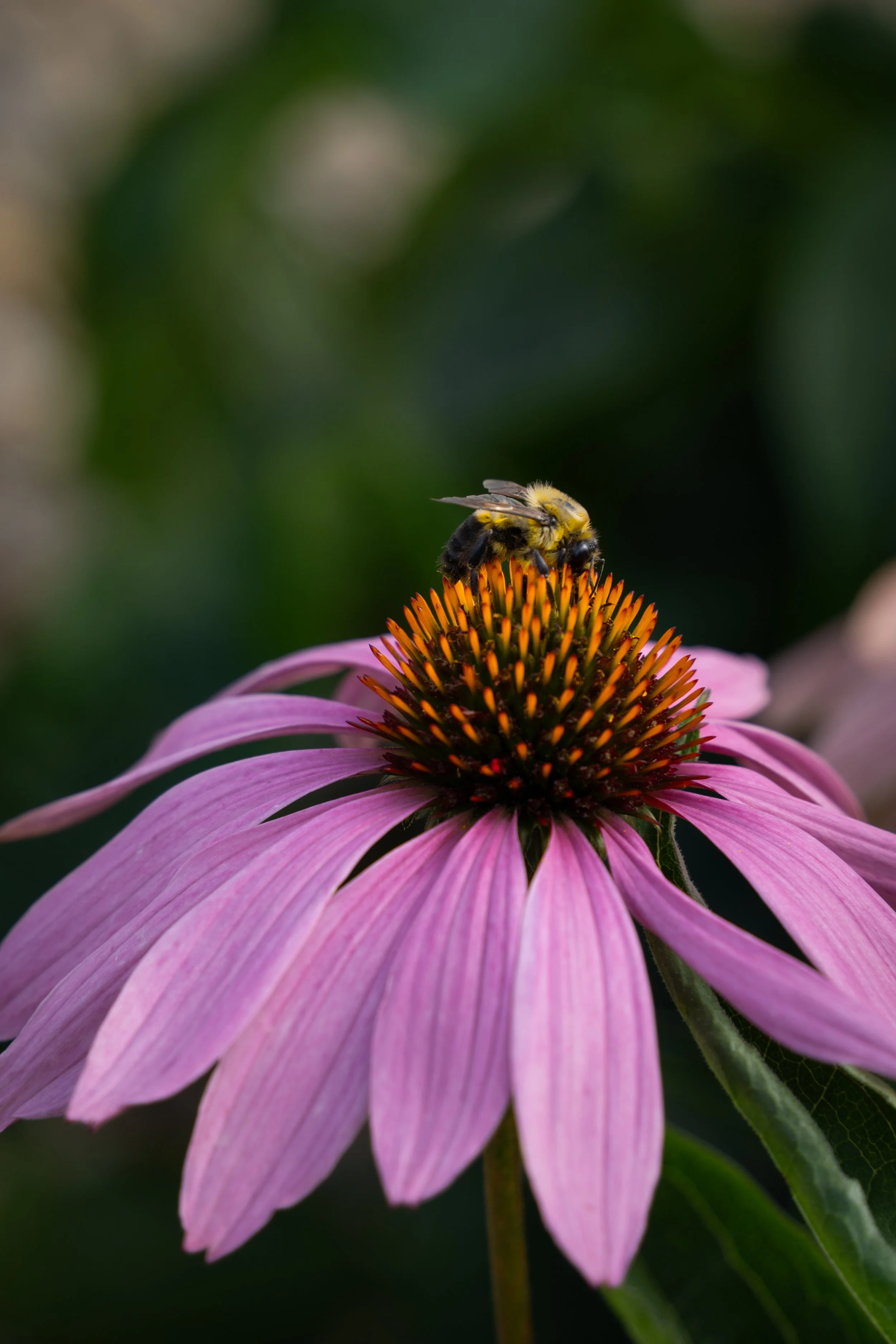 2025.09.26_Carter School Ribbon-Cutting_2x3-01733.jpg
