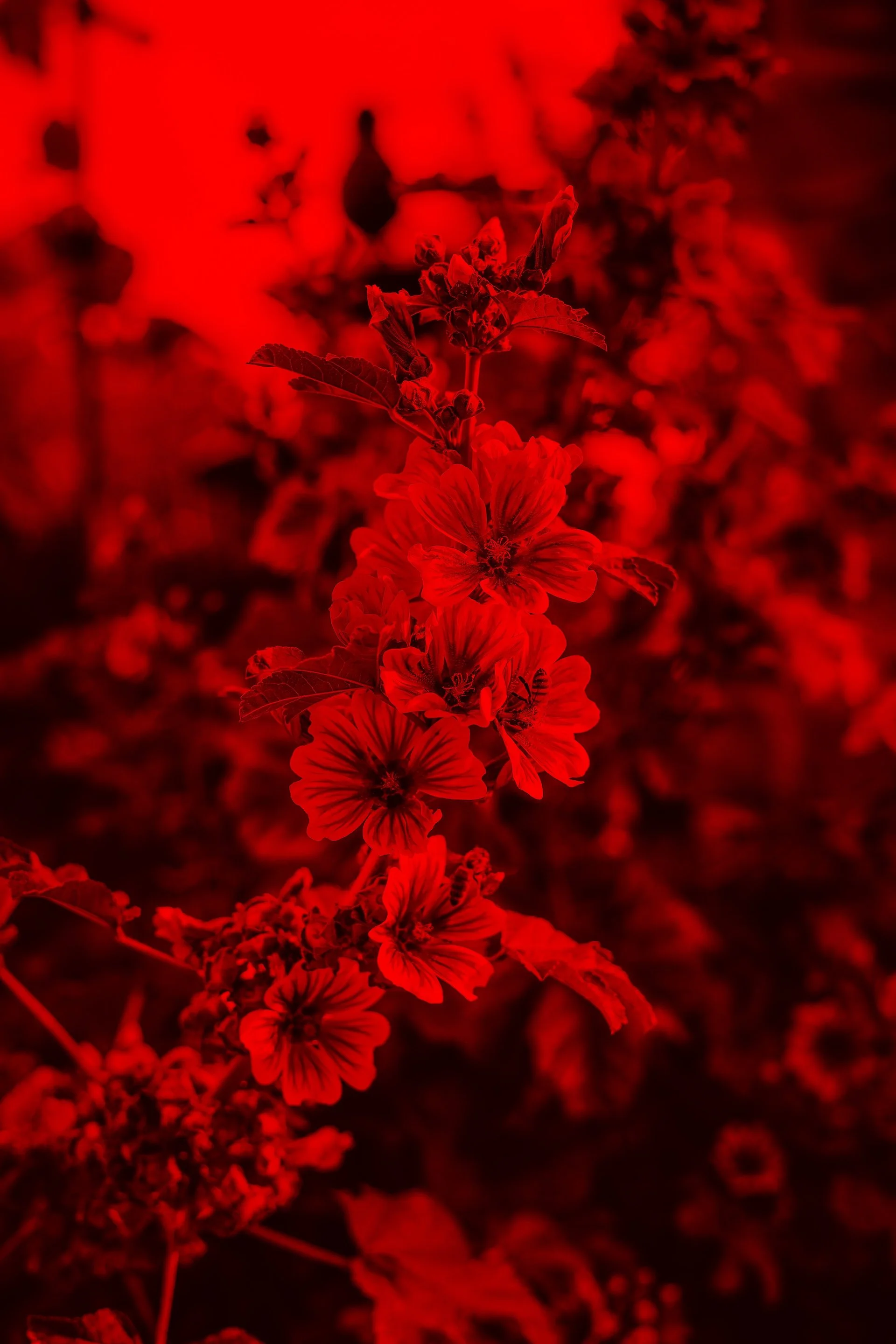 2O9A0221.JPG
