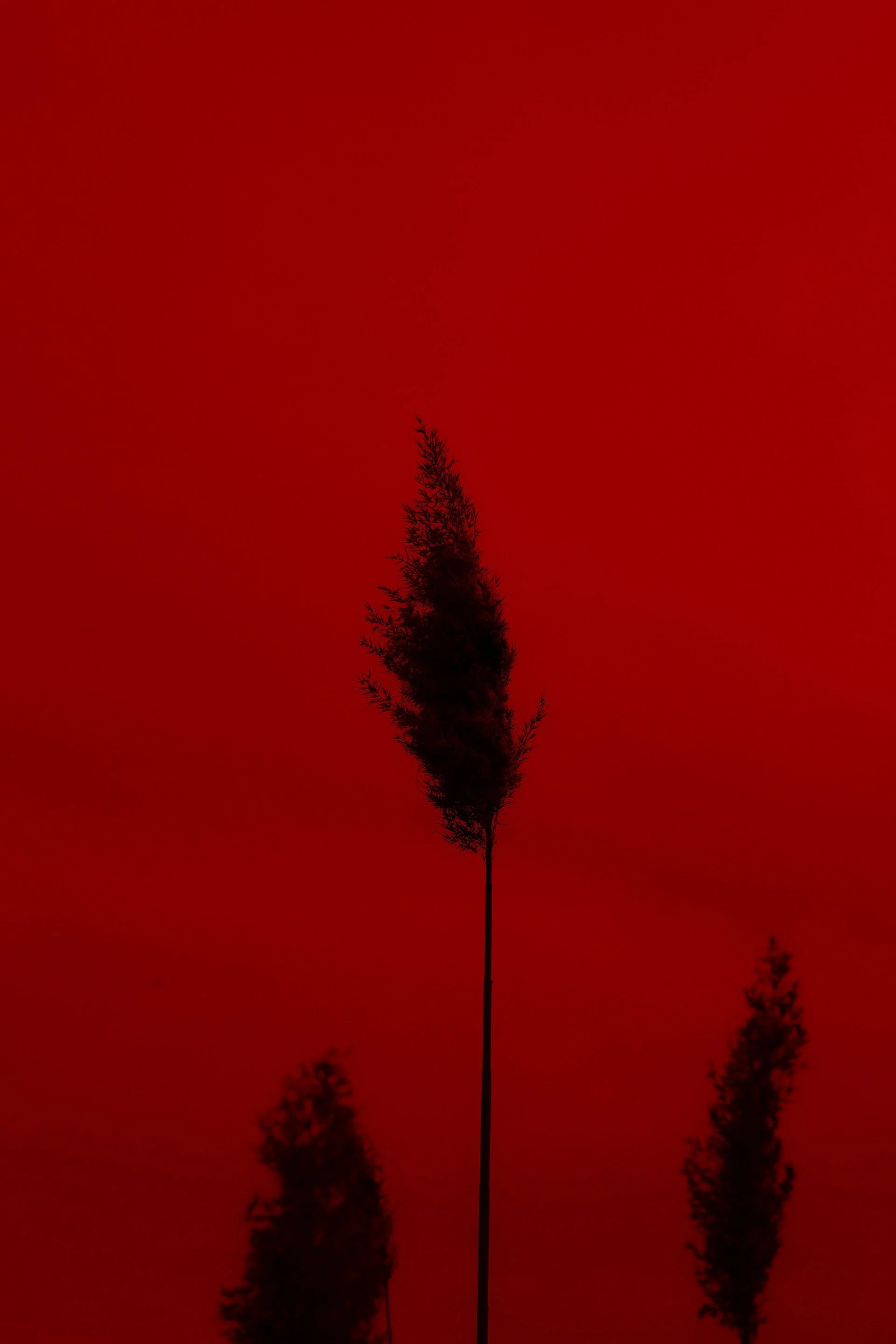 2O9A6166.JPG