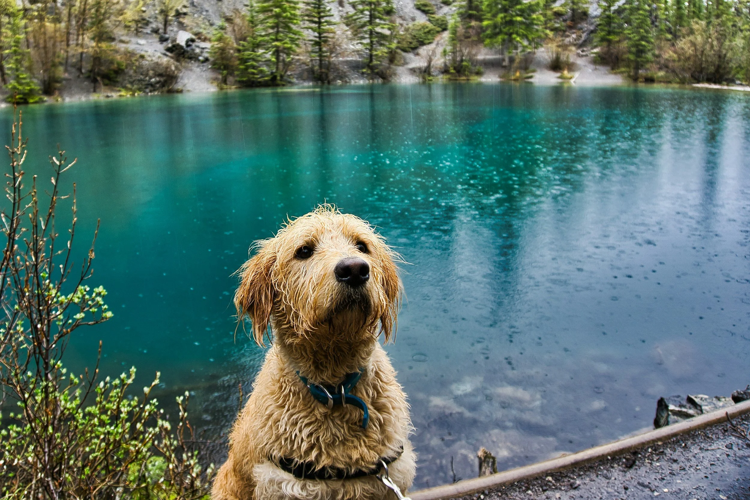 should your pet go in? how to keep your pets safe from dangerous algae blooms (HAB’S)
