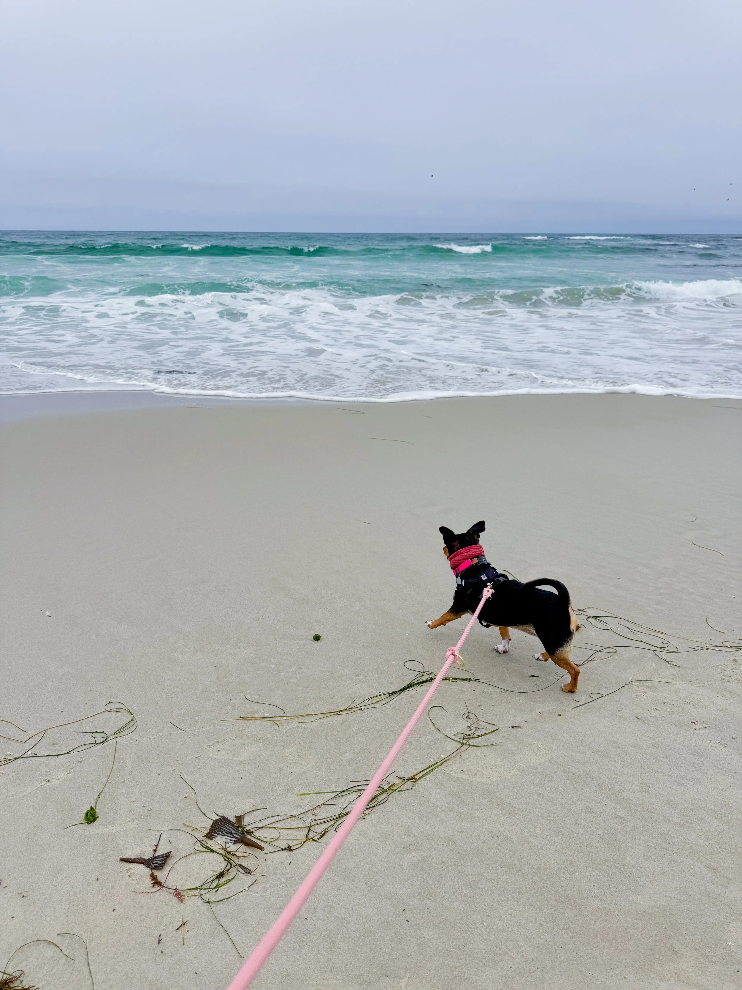 6 pet friendly beaches in the Monterey bay area