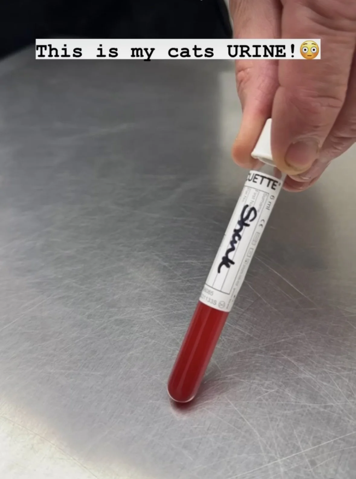 My cat was diagnosed with crystals and has blood in his urine. Now what?