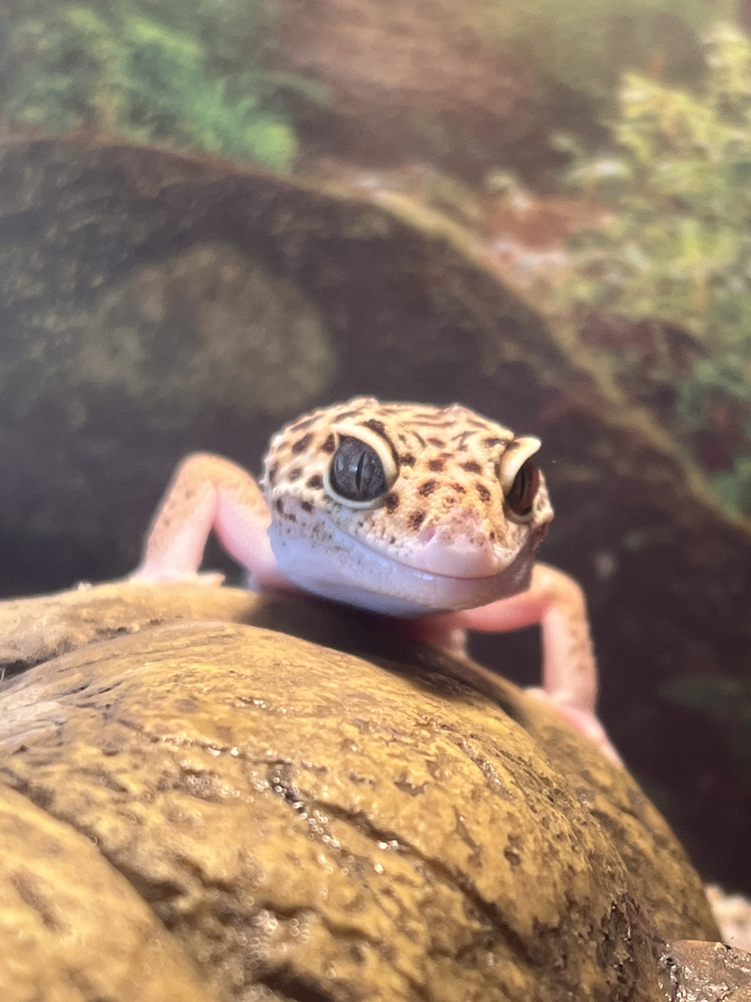 How to Responsibly Purchase an Exotic Pet