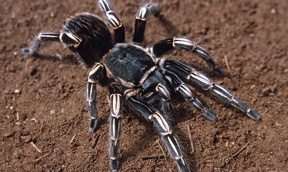 vincent-tarantula-spider.jpg