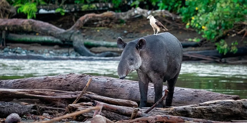 bird-sitting-on-tapir-in-corcovado-4.jpg