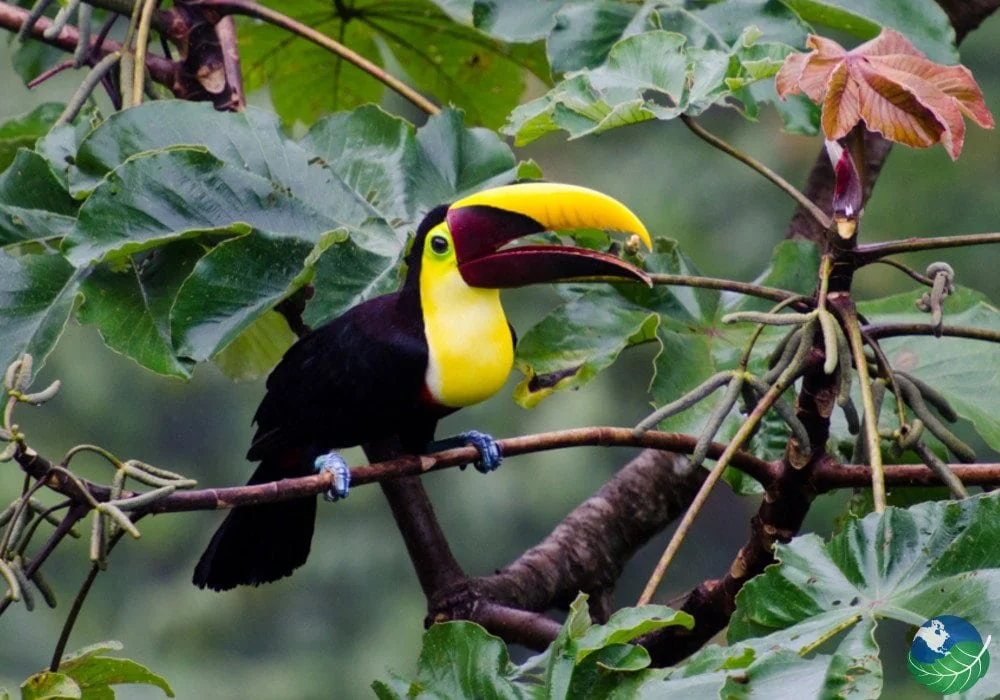 Corcovado-Tucan.jpg