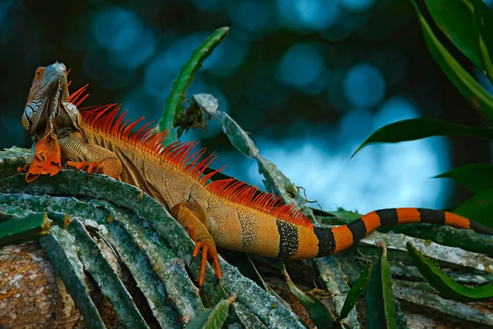 Corcovado-National-Park-colorful-iguana.jpg