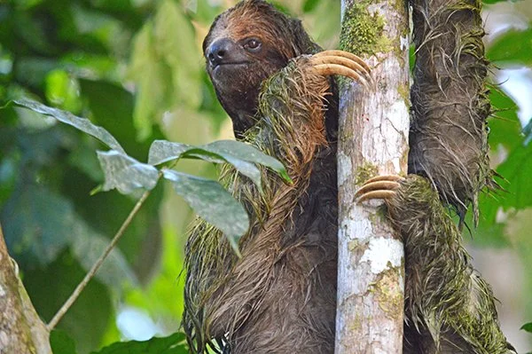Costa-Rica-Sloth-Dolores-Wilson.jpg