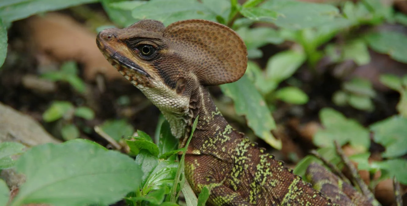 Gorgona-_-Fauna4.jpg