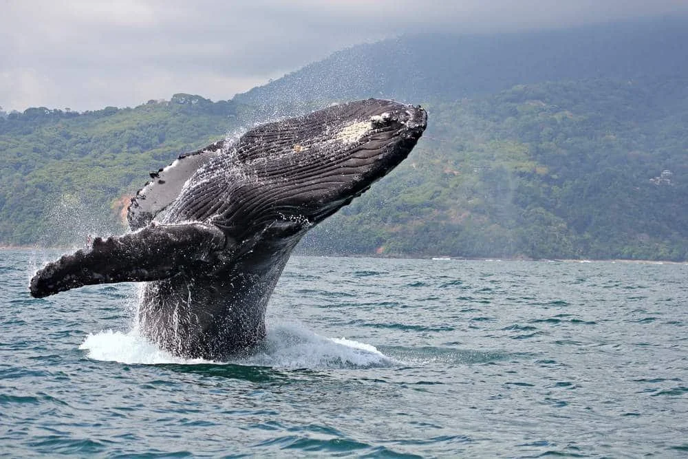 Gorgeous-whale-landing-after-jumping-Animals-Advenure-Bahia-Solano-Lulo-Colombia-Travel.jpg
