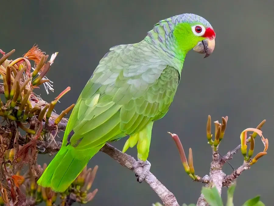 amazona-autumnalis.webp