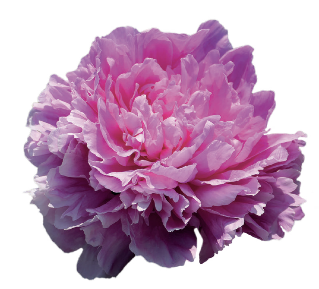 Jacorma Peony II.png