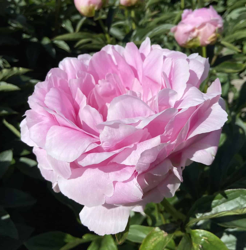 Dinner Plate Peony