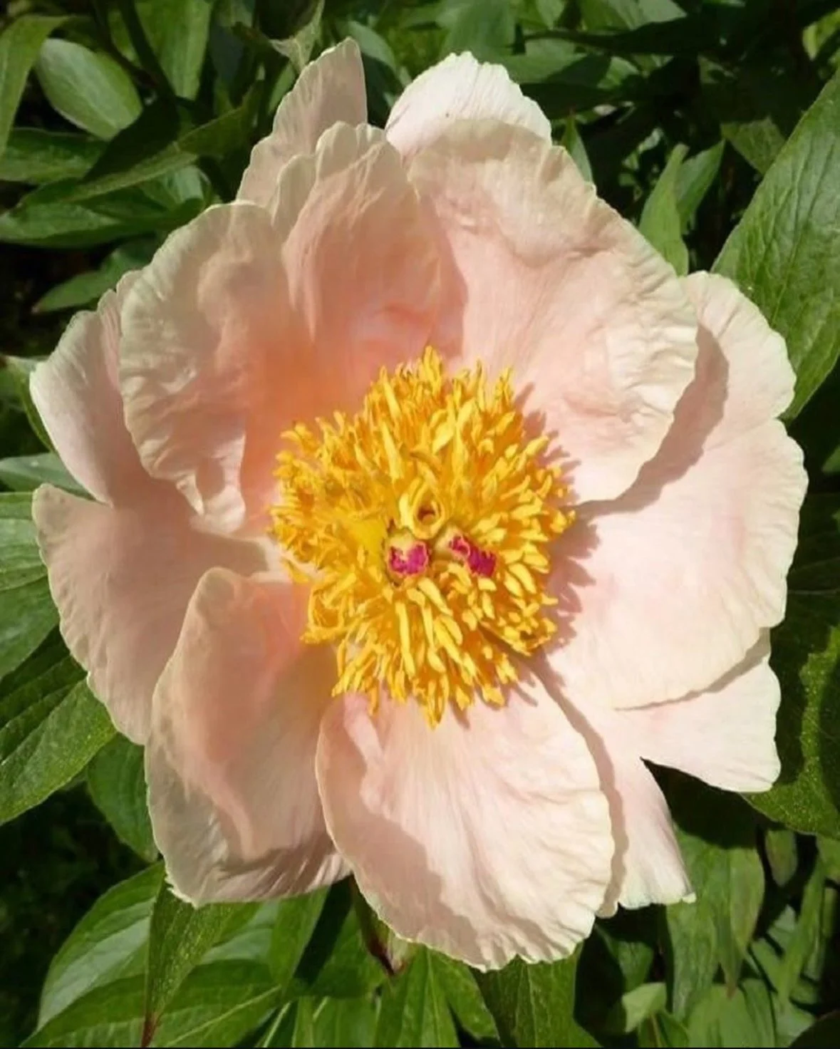 Apricot Whisper