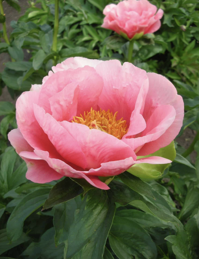 Lovely Rose Peony
