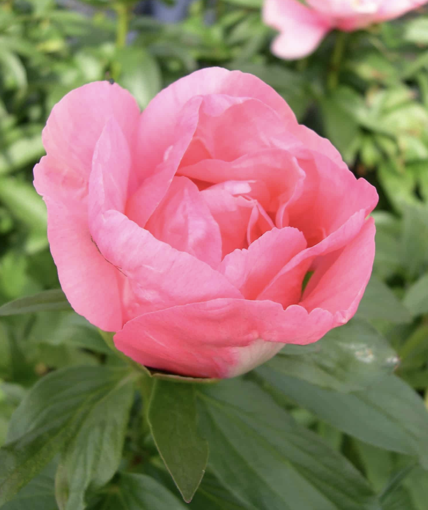 Lovely Rose Peony