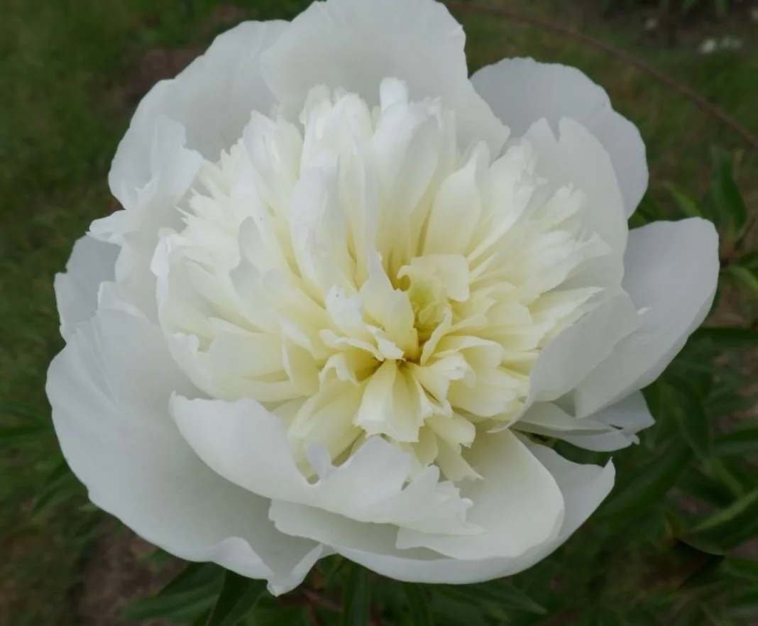 Duchesse de Nemours