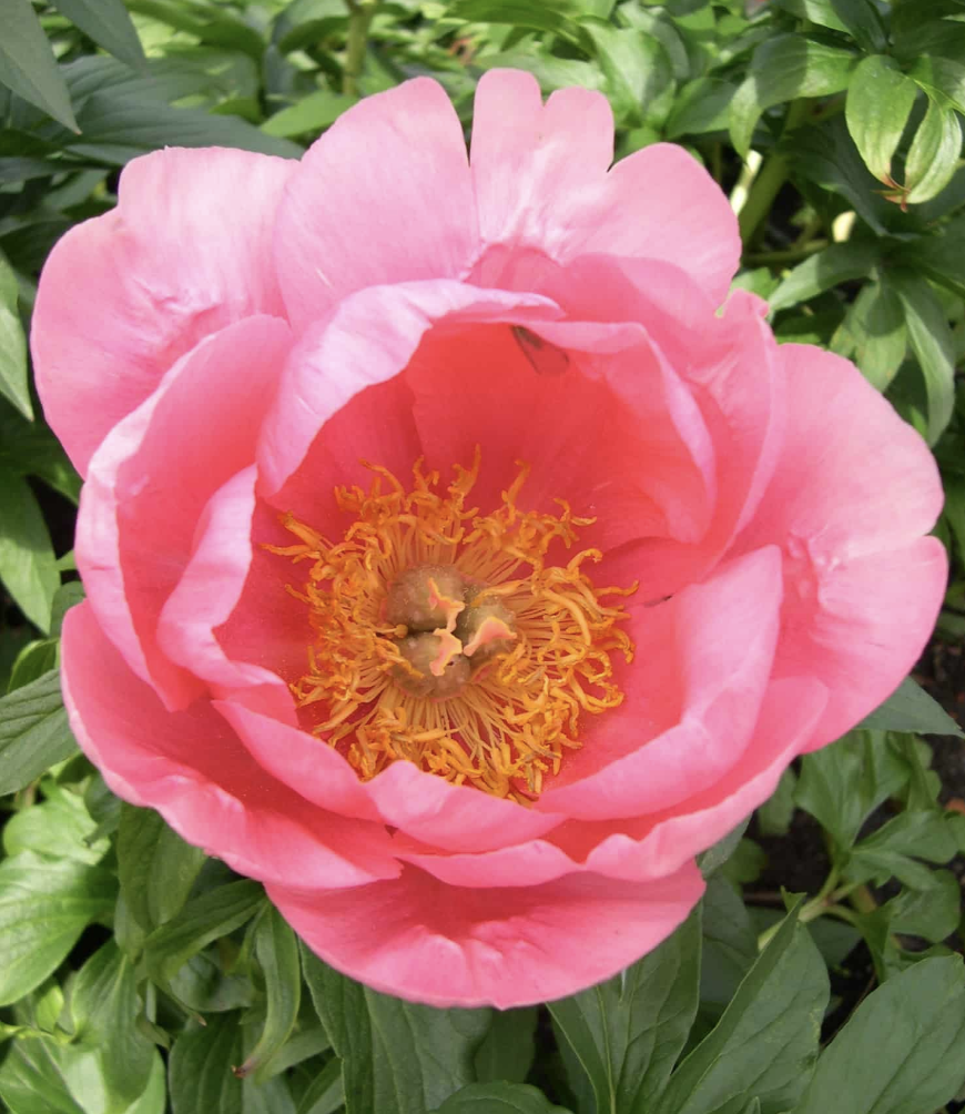 Lovely Rose Peony
