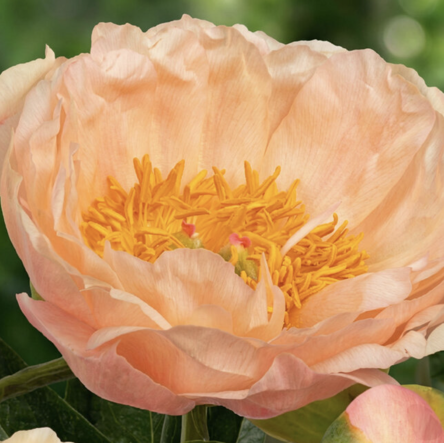 Kings_Day_Peony