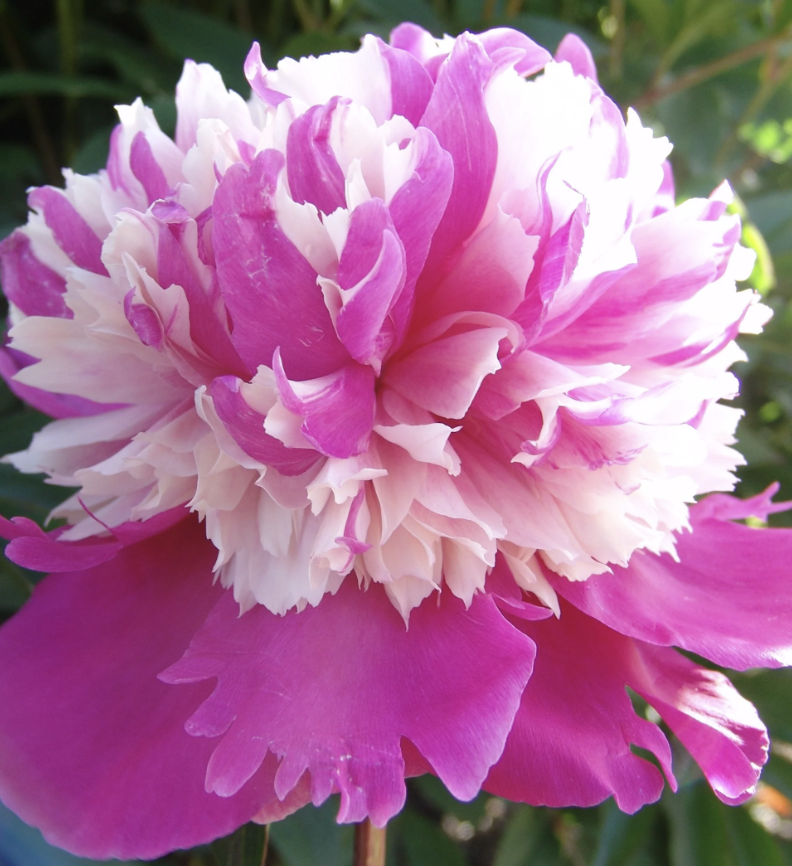 Celebrity_Peony II.png