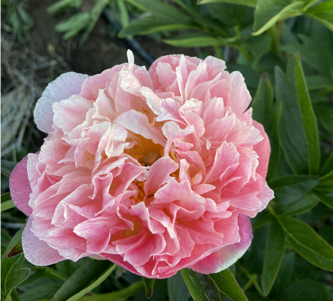 Pink Hawaiian Coral