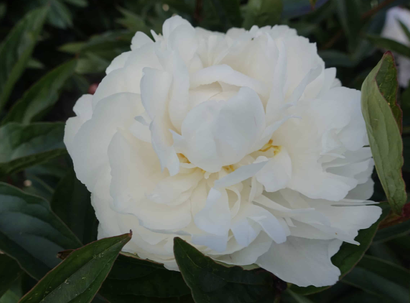 Gardenia